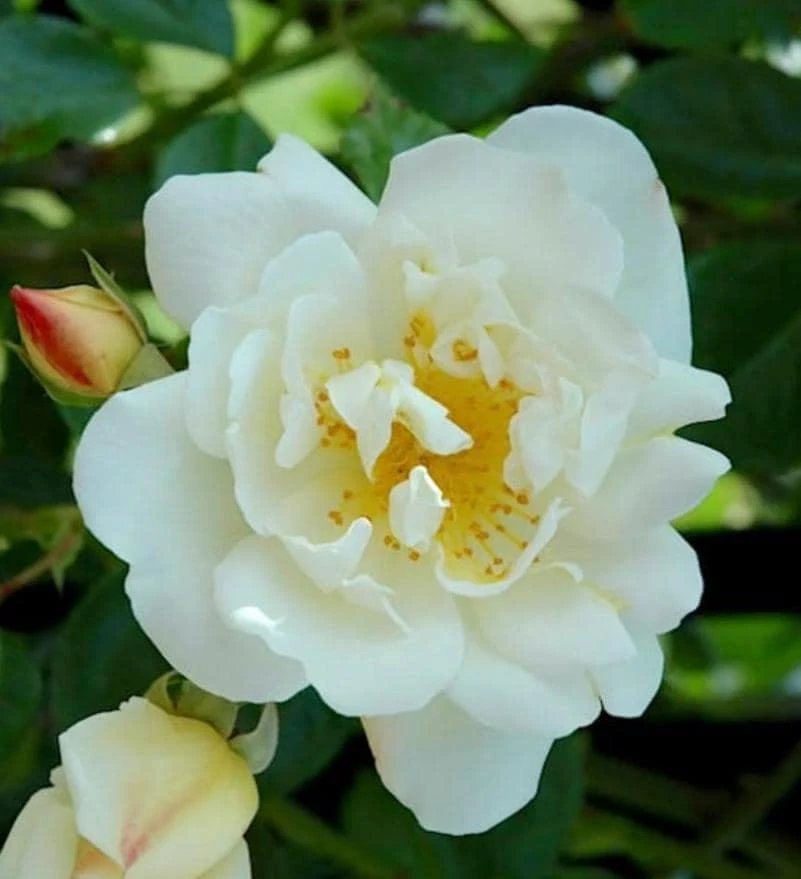 White Climbing Rose Plant – Live Flowering Vine – Fragrant Blooms – 3 inch Pot - Image 3