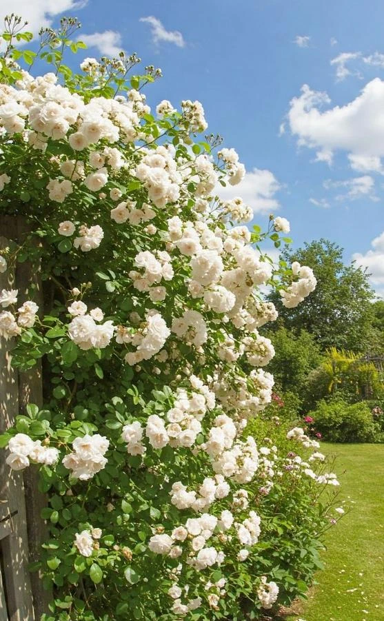 White Climbing Rose Plant – Live Flowering Vine – Fragrant Blooms – 3 inch Pot - Image 4