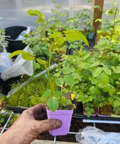 White Climbing Rose Plant – Live Flowering Vine – Fragrant Blooms – 3 inch Pot - Image 5