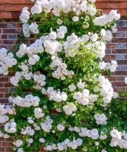 White Climbing Rose Plant – Live Flowering Vine – Fragrant Blooms – 3 inch Pot - Image 6