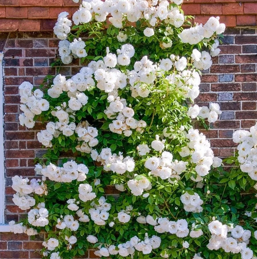 White Climbing Rose Plant – Live Flowering Vine – Fragrant Blooms – 3 inch Pot - Image 6