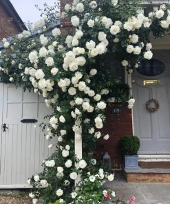 White Climbing Rose Plant – Live Flowering Vine – Fragrant Blooms – 3 inch Pot - Image 7