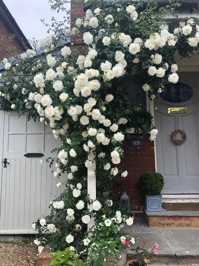 White Climbing Rose Plant – Live Flowering Vine – Fragrant Blooms – 3 inch Pot - Image 7
