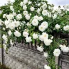White Climbing Rose Plant – Live Flowering Vine – Fragrant Blooms – 3 inch Pot - Image 1