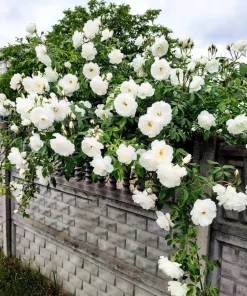White Climbing Rose Plant – Live Flowering Vine – Fragrant Blooms – 3 inch Pot - Image 1