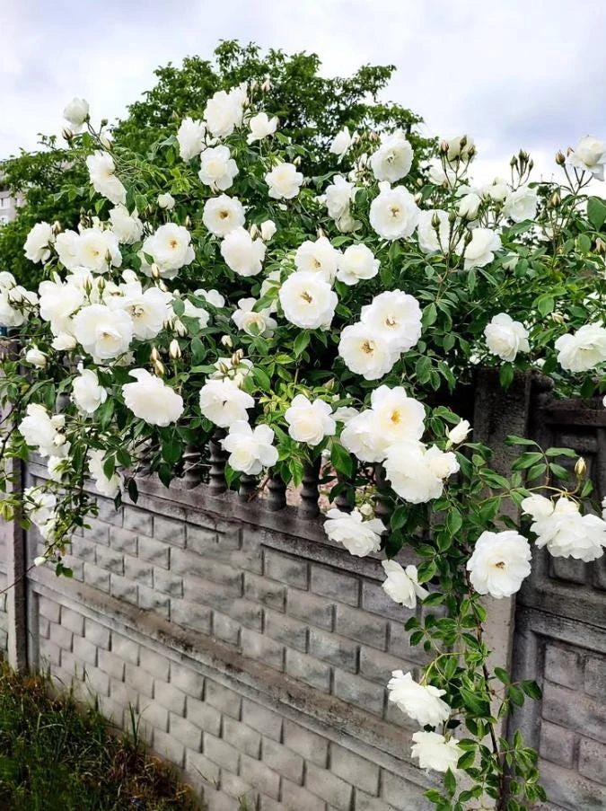 White Climbing Rose Plant – Live Flowering Vine – Fragrant Blooms – 3 inch Pot - Image 1