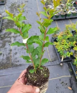 White Crape Myrtle Tree Live Plant - 12-24 inch Potted Sapling - Outdoor - Image 2