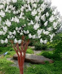 White Crape Myrtle Tree Live Plant - 12-24 inch Potted Sapling - Outdoor - Image 3