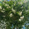 White Crape Myrtle Tree Live Plant - 12-24 inch Potted Sapling - Outdoor - Image 1