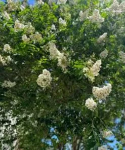 White Crape Myrtle Tree Live Plant - 12-24 inch Potted Sapling - Outdoor - Image 1