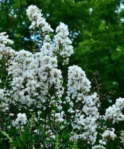White Crape Myrtle Tree Live Plant - 12-24 inch Potted Sapling - Outdoor - Image 4