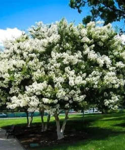 White Crape Myrtle Tree Live Plant - 12-24 inch Potted Sapling - Outdoor - Image 5