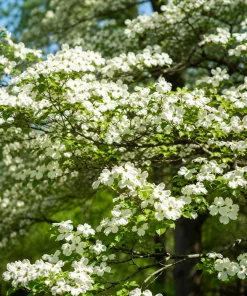 White Dogwood Tree Live Plant - 6-12 Inch Tall, Quart Pot, Outdoor - Image 7