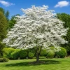 White Dogwood Tree Live Plant - 6-12 Inch Tall, Quart Pot, Outdoor - Image 1