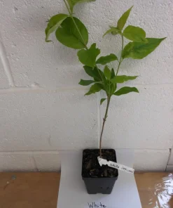 White Dogwood Tree Live Plant - Cornus Florida, 12-24in Tall Potted Shrub - Image 2