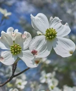 White Dogwood Tree Live Plant - Cornus Florida, 12-24in Tall Potted Shrub - Image 3