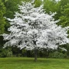 White Dogwood Tree Live Plant - Cornus Florida, 12-24in Tall Potted Shrub - Image 1