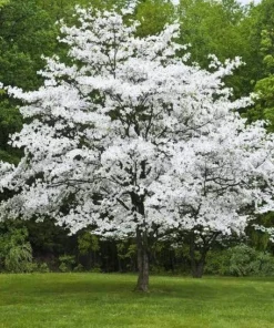 White Dogwood Tree Live Plant - Cornus Florida, 12-24in Tall Potted Shrub - Image 1