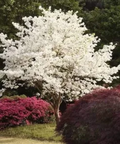 White Dogwood Tree Live Plant - Cornus Florida, 12-24in Tall Potted Shrub - Image 4