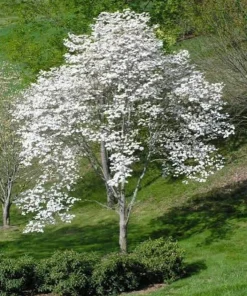 White Dogwood Tree Live Plant - Cornus Florida, 12-24in Tall Potted Shrub - Image 5