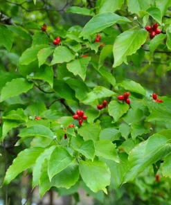 White Dogwood Tree Live Plant - Cornus Florida 6-8