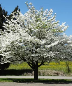 White Dogwood Tree Live Plant - Cornus Florida 6-8