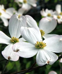 White Dogwood Tree Live Plant - Cornus Florida 6-8