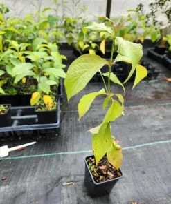 White Dogwood Tree Live Plant - Cornus Florida 6-8