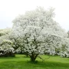 White Dogwood Tree Live Plant - Cornus Florida 6-8" Tall in 4" Pot, Deciduous - Image 1