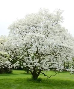 White Dogwood Tree Live Plant - Cornus Florida 6-8
