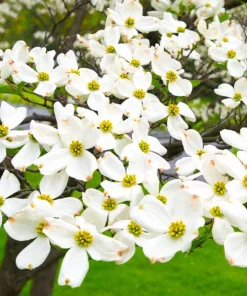 White Dogwood Trees Live Plant Set of 2, Cornus Florida, 6-8" Tall in 4" Pot, Outdoor - Image 2