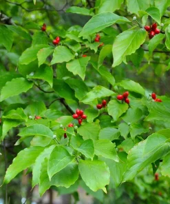 White Dogwood Trees Live Plant Set of 2, Cornus Florida, 6-8