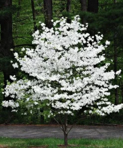 White Dogwood Trees Live Plant Set of 2, Cornus Florida, 6-8