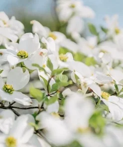 White Dogwood Trees Live Plant Set of 2, Cornus Florida, 6-8