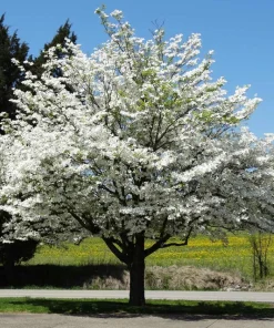White Dogwood Trees Live Plant Set of 2, Cornus Florida, 6-8