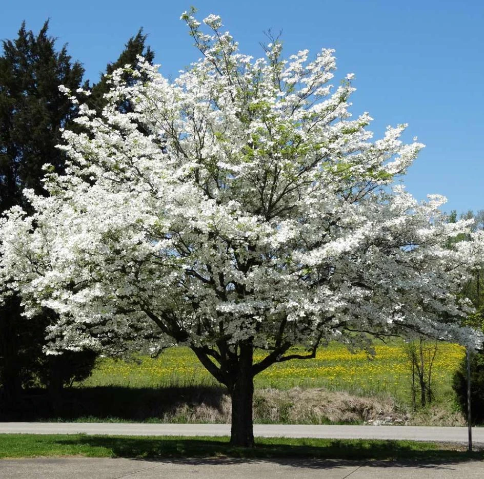 White Dogwood Trees Live Plant Set of 2, Cornus Florida, 6-8" Tall in 4" Pot, Outdoor - Image 1