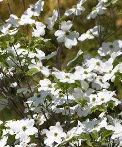 White Dogwood Trees Live Plant Set of 2, Cornus Florida, 6-8