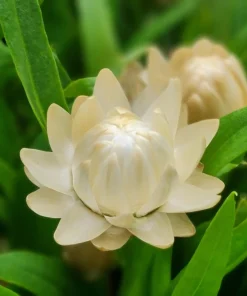 White Double Strawflower Seeds - Helichrysum Monstrosum - 100 Seeds - Image 12