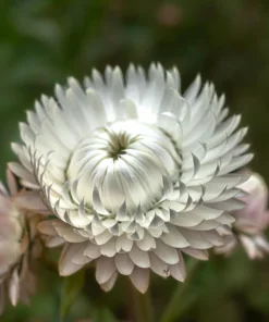 White Double Strawflower Seeds - Helichrysum Monstrosum - 100 Seeds - Image 2