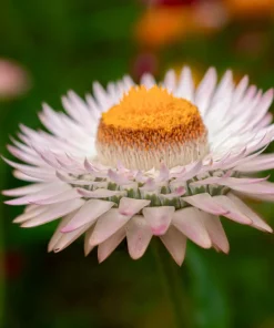 White Double Strawflower Seeds - Helichrysum Monstrosum - 100 Seeds - Image 3