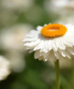 White Double Strawflower Seeds - Helichrysum Monstrosum - 100 Seeds - Image 4