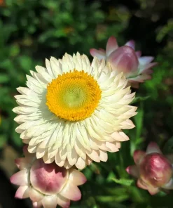 White Double Strawflower Seeds - Helichrysum Monstrosum - 100 Seeds - Image 5