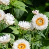 White Double Strawflower Seeds - Helichrysum Monstrosum - 100 Seeds - Image 1
