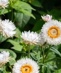 White Double Strawflower Seeds - Helichrysum Monstrosum - 100 Seeds - Image 1