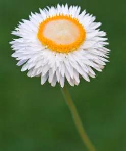 White Double Strawflower Seeds - Helichrysum Monstrosum - 100 Seeds - Image 7