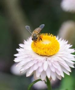 White Double Strawflower Seeds - Helichrysum Monstrosum - 100 Seeds - Image 8