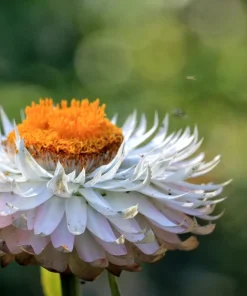 White Double Strawflower Seeds - Helichrysum Monstrosum - 100 Seeds - Image 9