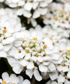 White Empress Candytuft Flower Seeds - Iberis Amara - 1000 Seeds - Image 2
