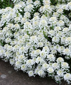 White Empress Candytuft Flower Seeds - Iberis Amara - 1000 Seeds - Image 3