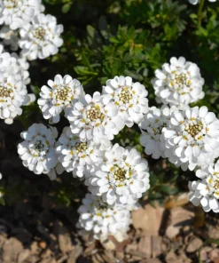 White Empress Candytuft Flower Seeds - Iberis Amara - 1000 Seeds - Image 4